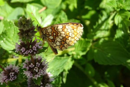 Réf. 252 574 : Melitaea athalia
